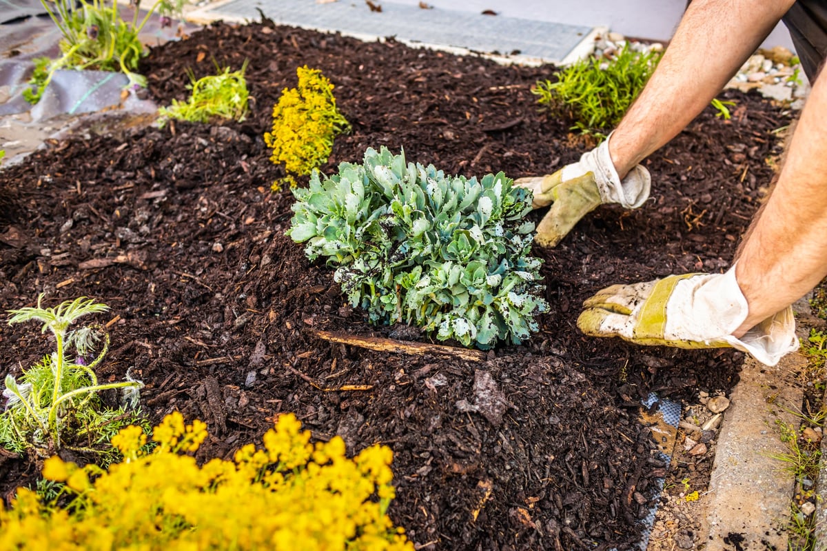 Spreading a large amount of fresh bark mulch across a residential garden bed
