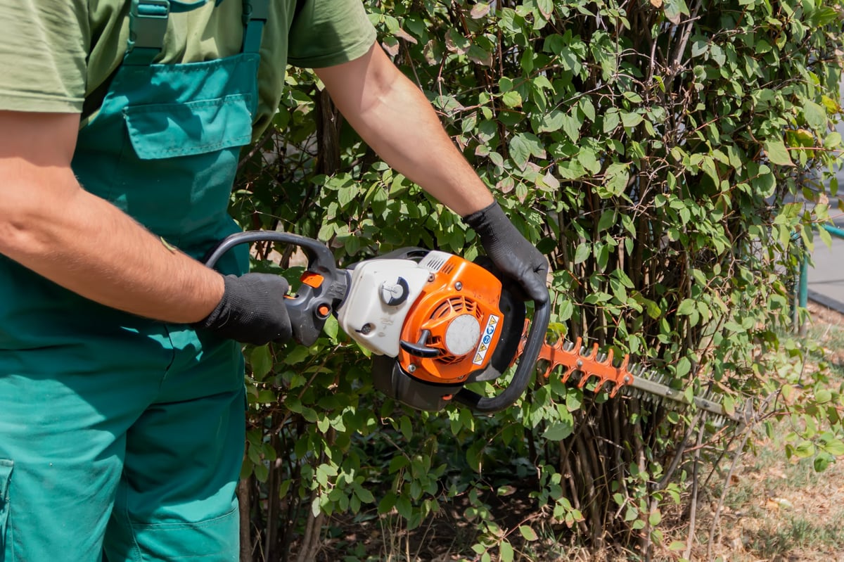 Clearing overgrown shrubs with a brush cutter to tame an overgrown yard